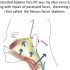 Le platysma ou muscle peaucier du cou maintient l’équilibre de la tête sur le corps